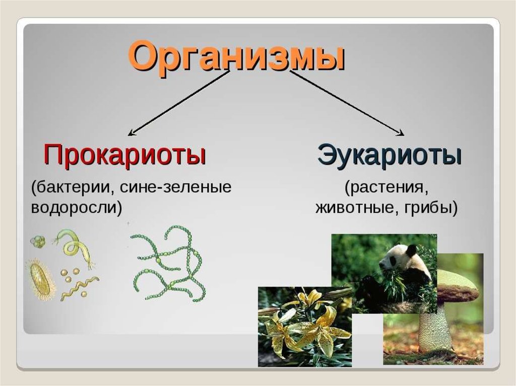 Прокариоты группы организмов