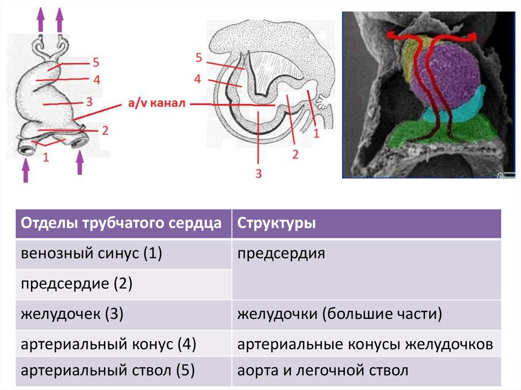 Развитие сердца презентация