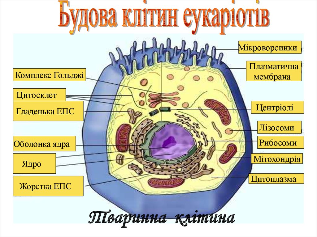 Прокаріотти і еукаріоти - презентация онлайн