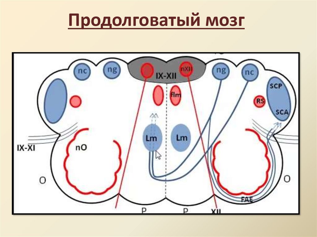 Синдром пальпируемой опухоли у детей презентация