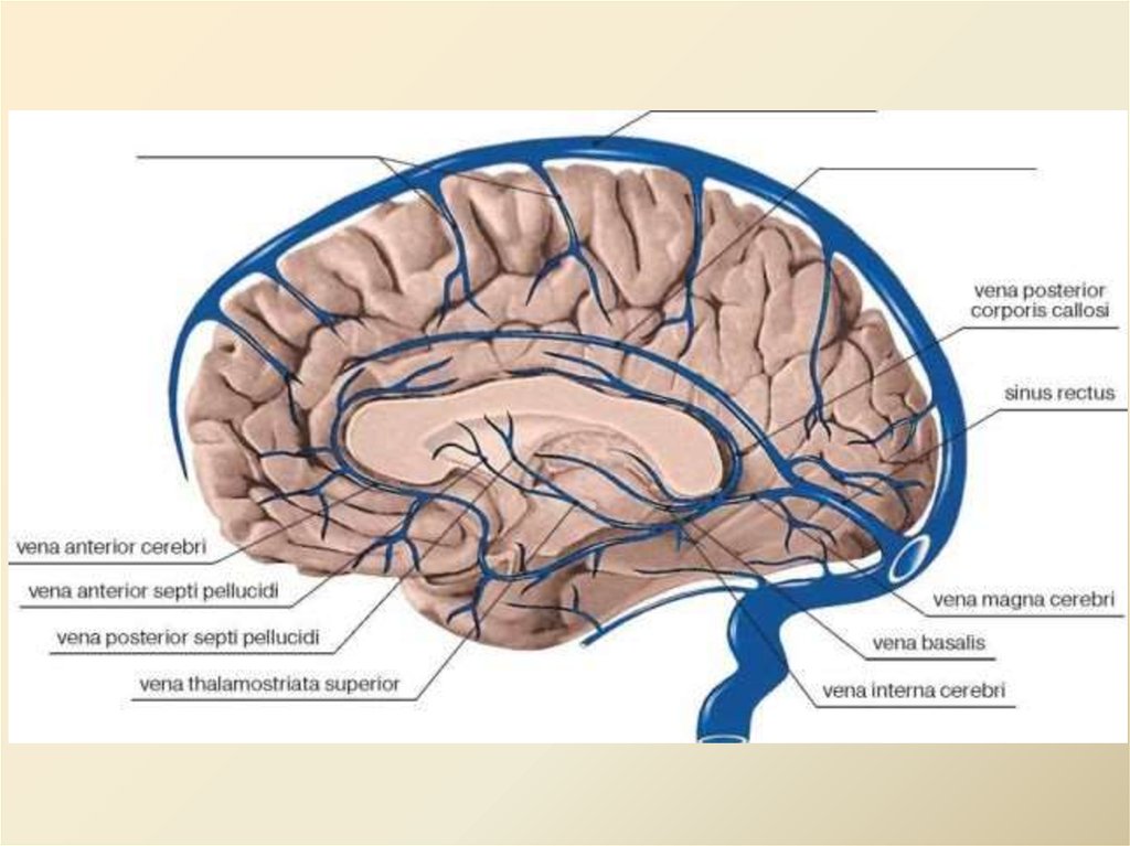 Признаки церебральной венозной дисциркуляции. Вена Галена головного мозга. Большая Вена мозга Вена Галена. Анатомия вены Галена. Вена Розенталя анатомия.