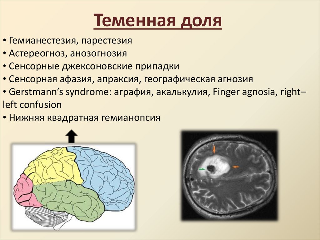 Функции лобной доли головного. Функции теменной доли головного мозга.
