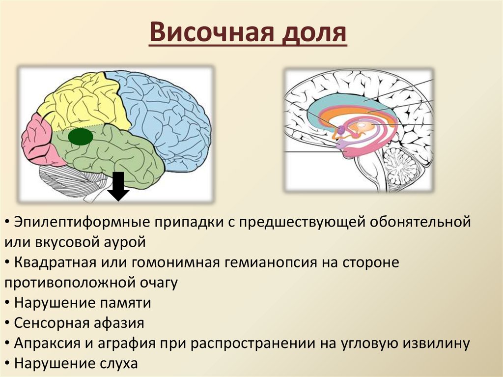 Доли переднего мозга функции. Функции височной доли головного мозга. Строение височной доли головного мозга. Функции височного отдела мозга. Функция височной доли переднего мозга.