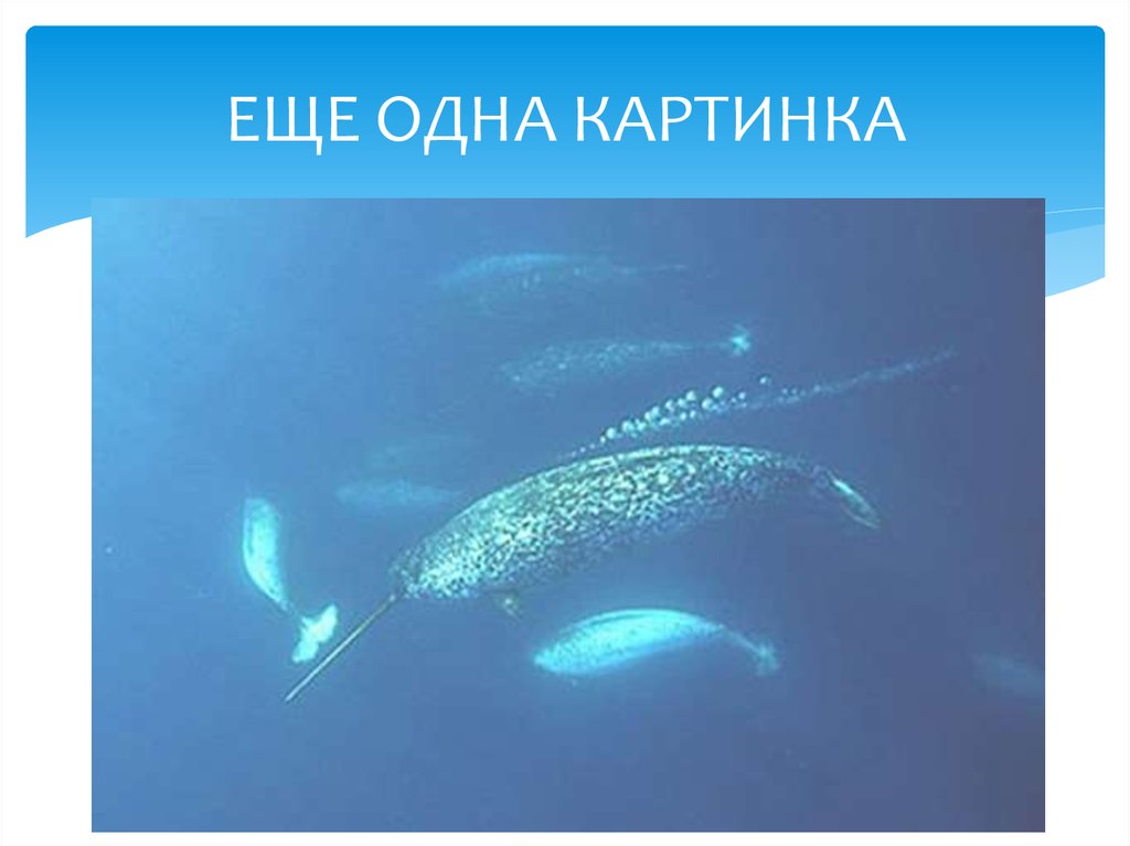 ЕЩЕ ОДНА КАРТИНКА