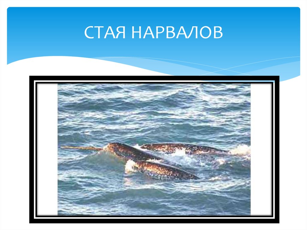 СТАЯ НАРВАЛОВ