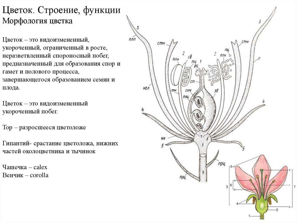 Строение цветка подписать части цветка. Морфология цветка строение. Схема цветка функции биология. Цветок его части их строение и функции. Строение цветка и функции его частей.