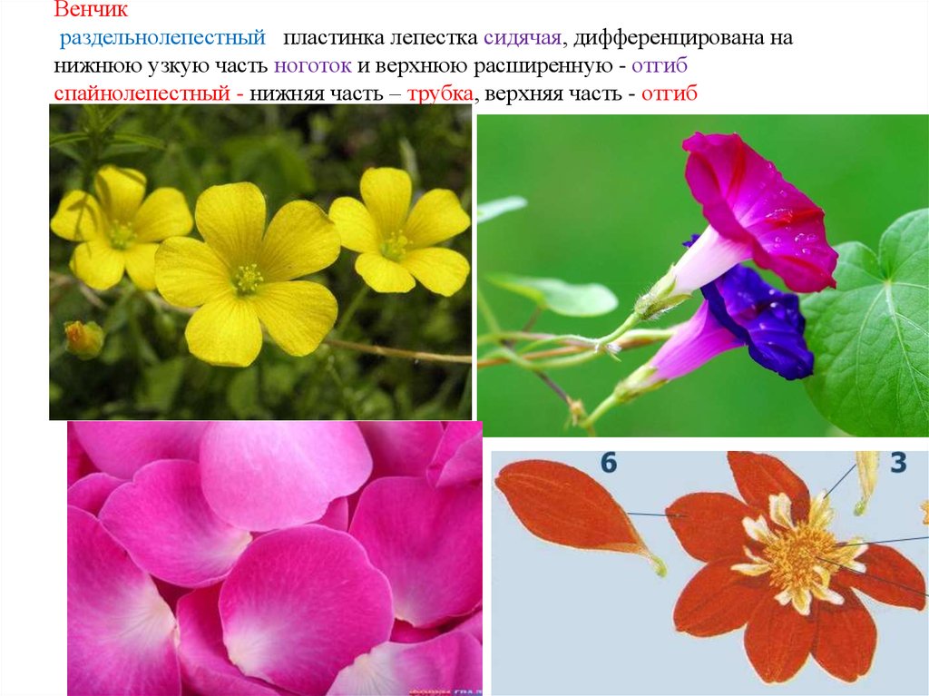 Цветок. Строение, функции и морфология цветка - презентация онлайн