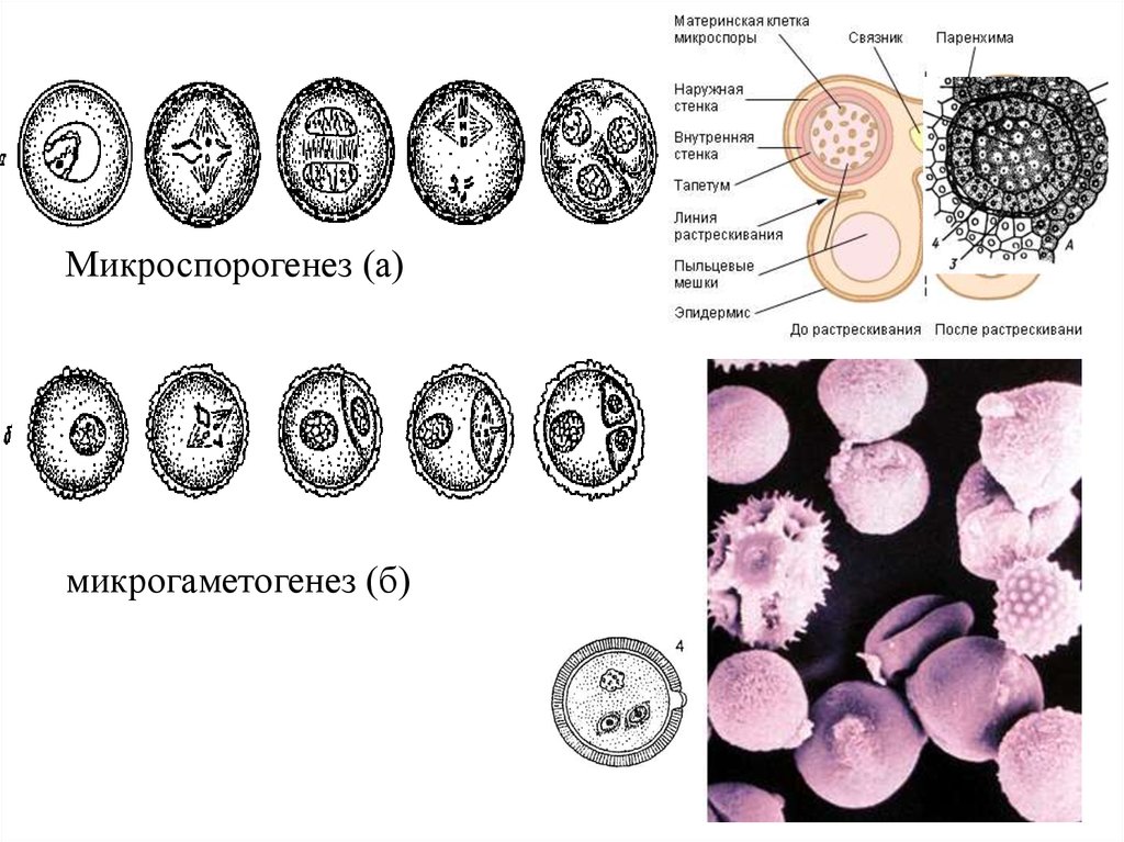 Процесс образования микроспор. Микроспорогенез пыльцевого зерна. Микроспорогенез покрытосеменных. Микроспорогенез у цветковых растений. Микроспорогенез и микрогаметогенез.