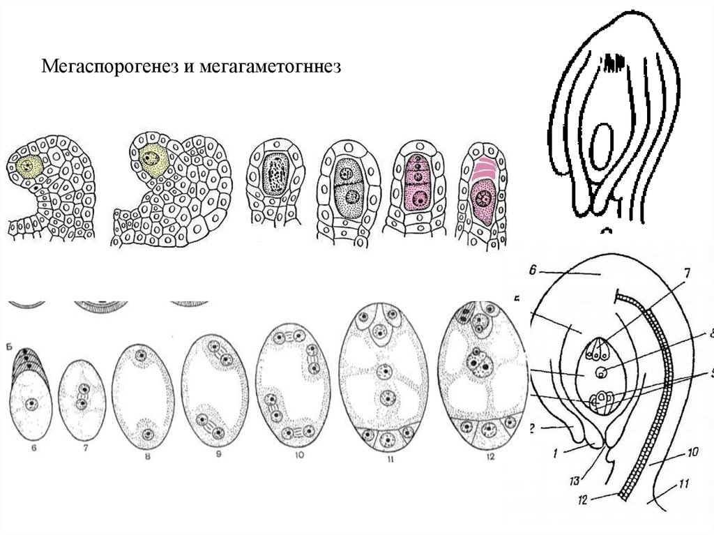 Женский гаметофит цветковых. Мегаспорогенез мегагаметогенез 10 стадий. Мегаспорогенез голосеменных. Мегагаметогенез у покрытосеменных. Мегагаметогенез голосеменных.