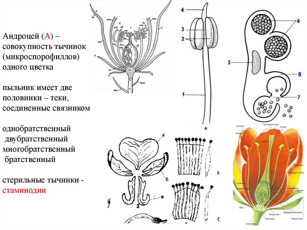 Схема строения цветка 6 класс биология рисунок