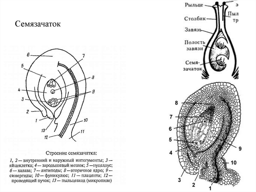 Женский гаметофит зародышевый мешок