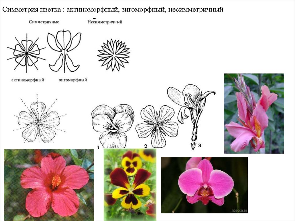 Почему цветок неправильный. Типы околоцветников актиноморфный и зигоморфный цветки. Актиноморфный зигоморфный асимметричный. Актиноморфная симметрия цветка. Цветок актиноморфный зигоморфный асимметричный.