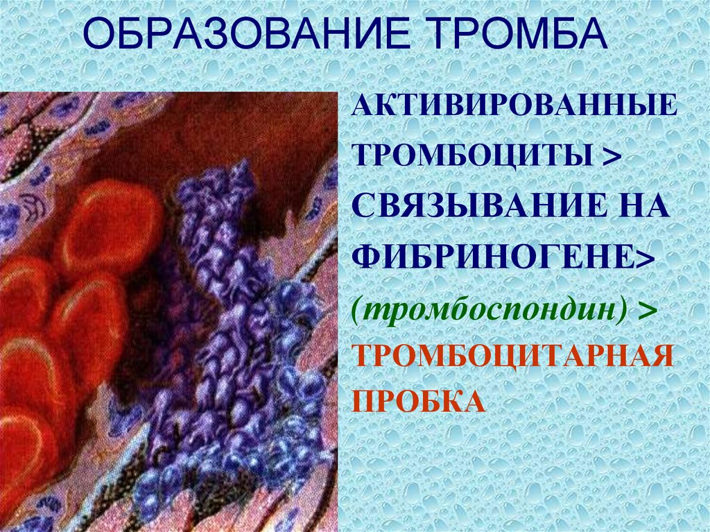 Образование тромба попадание факторов. Формирование кровяного сгустка. Тромбообразование физиология.