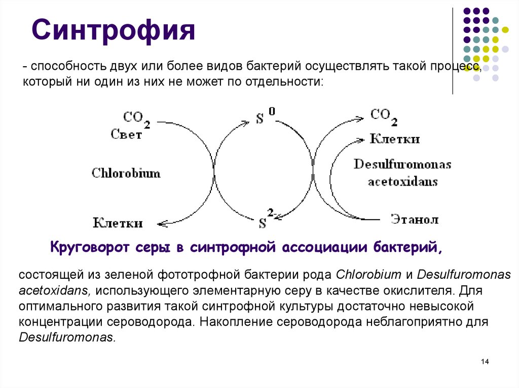 Сероводород бактерии. Синтрофия бактерий. Примеры синтрофии. Ассоциативные отношения микроорганизмов. Взаимодействие бактерий с разными формами жизни.