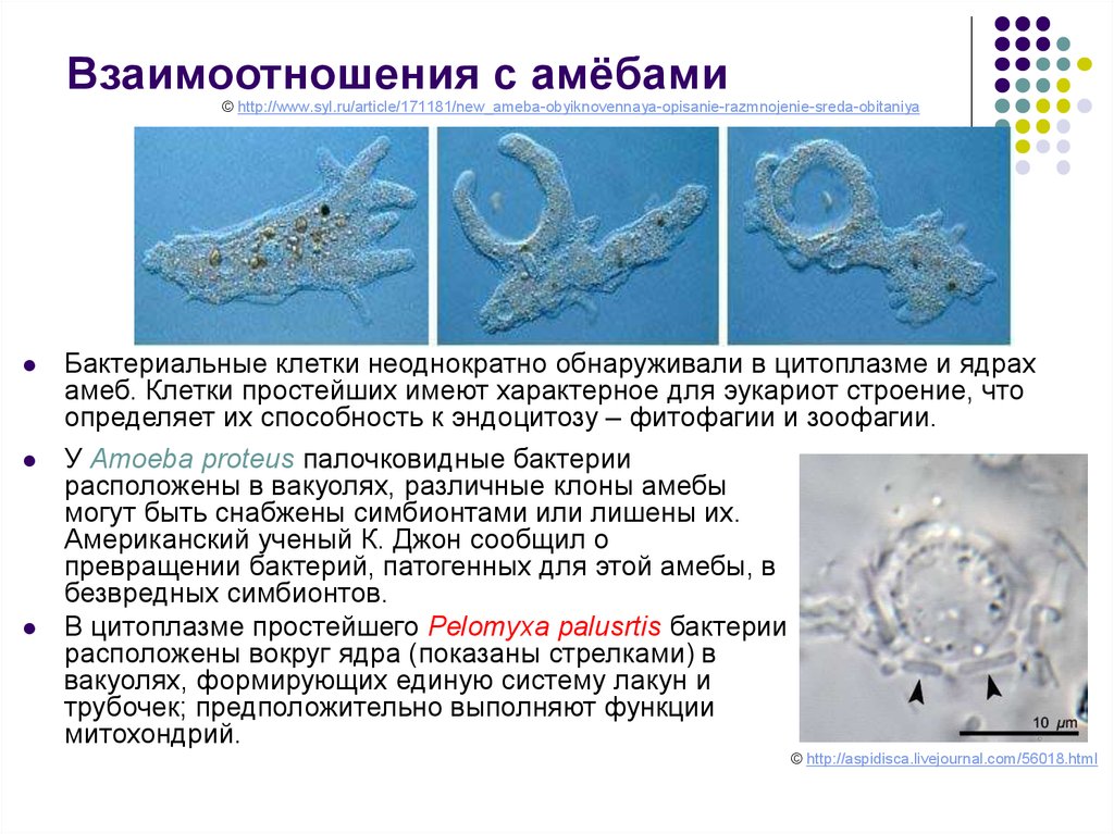 Формы взаимоотношений микроорганизмов. Взаимодействие микроорганизмов и простейших. Простейшие и бактерии взаимоотношения. Клетка простейших может иметь. Взаимоотношения бактерий.