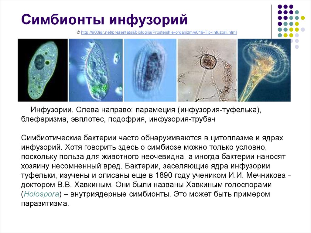 Образ жизни инфузорий. Симбиотические инфузории. Инфузории симбионты. Простейшие симбионты. Инфузория симбиоз.