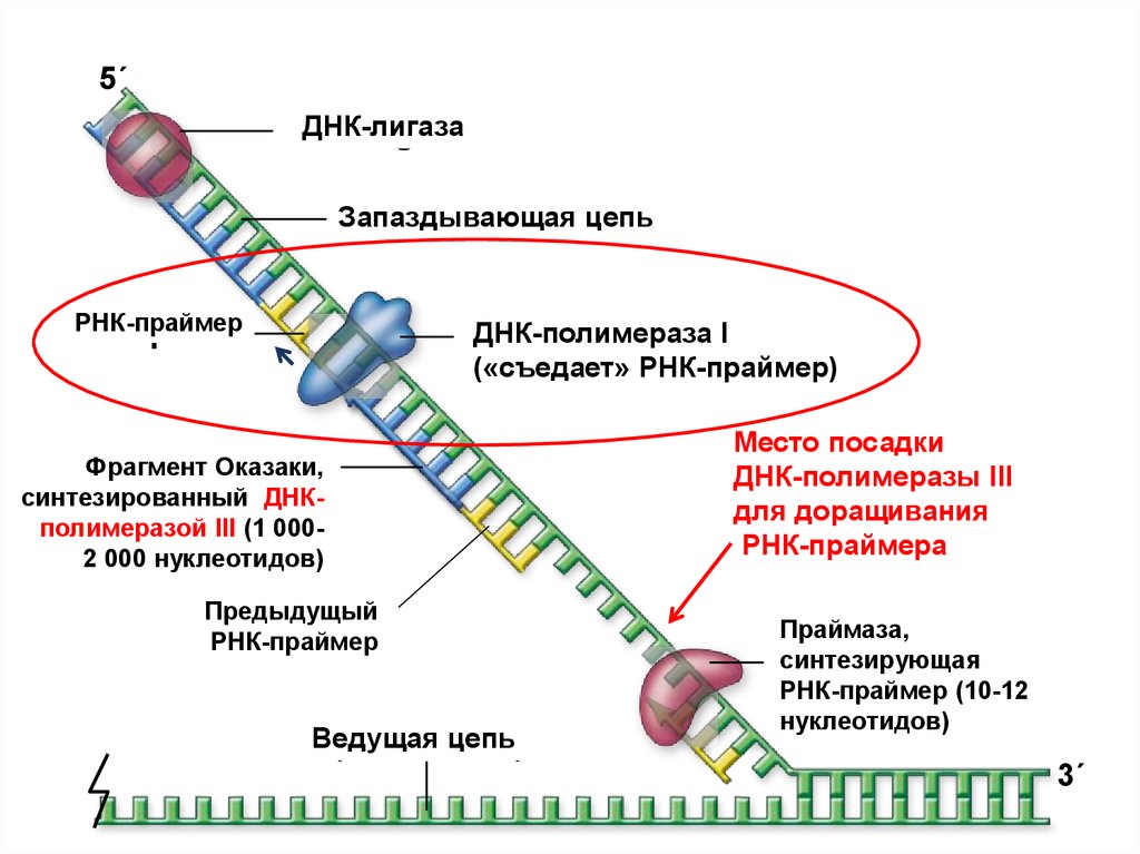 Рнк полимераза синтезирует. Репликация РНК Праймеры. РНК праймер функции. РНК полимераза в репликации ДНК. Репликация ДНК Оказаки.