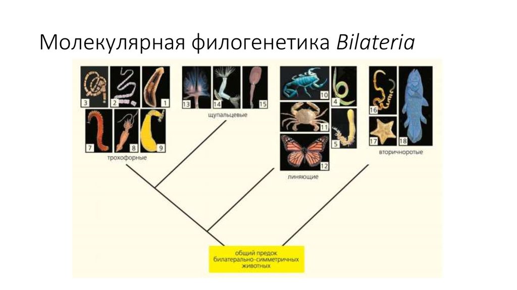 Общая схема филогенетического цикла