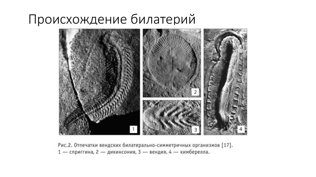 Происхождение билатерий
