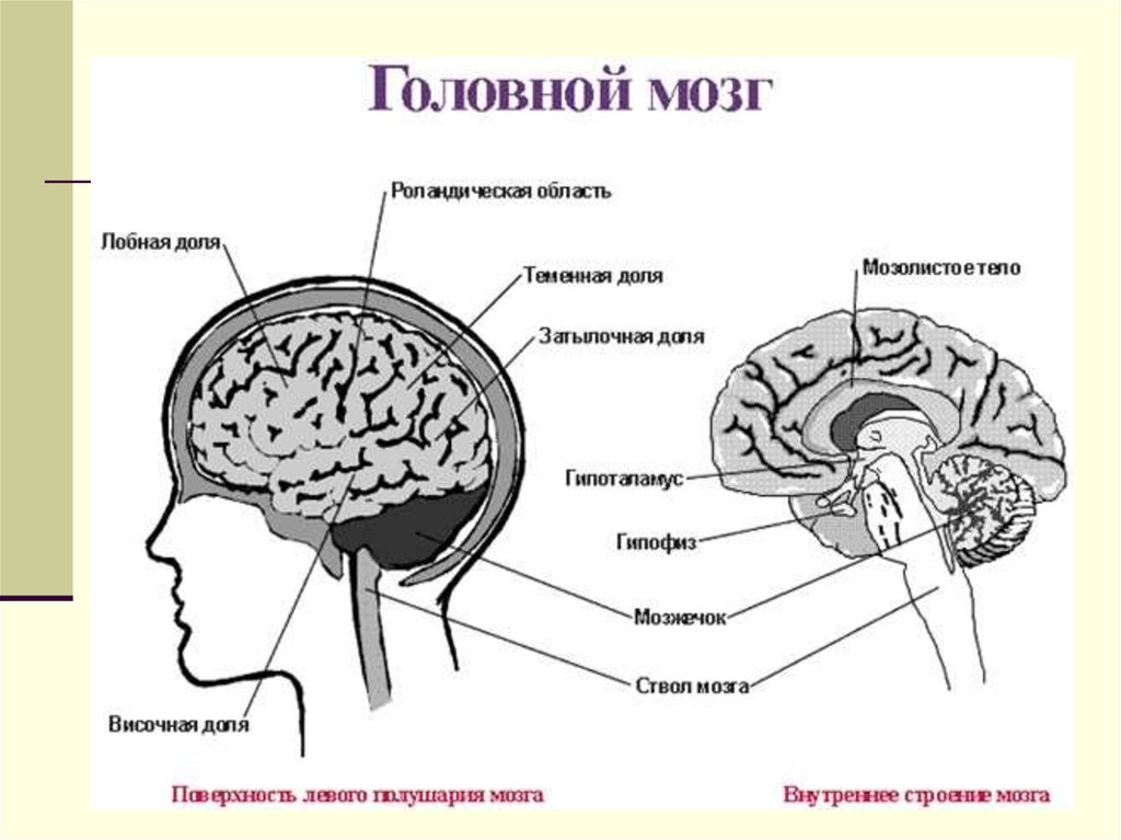 Головной мозг 4 класс. Головной мозг структура строение. Схема головного мозга человека. Структура головного мозга схема. Строение головного мозга ЕГЭ.