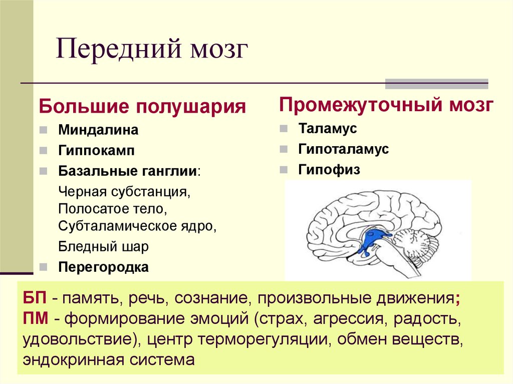 Задний отдел головного мозга состоит. Передний мозг строение и функции. Головной мозг отделы и функции передний мозг. Передний мозг мозг строение и функции. Функции 5 отделов головного мозга человека.