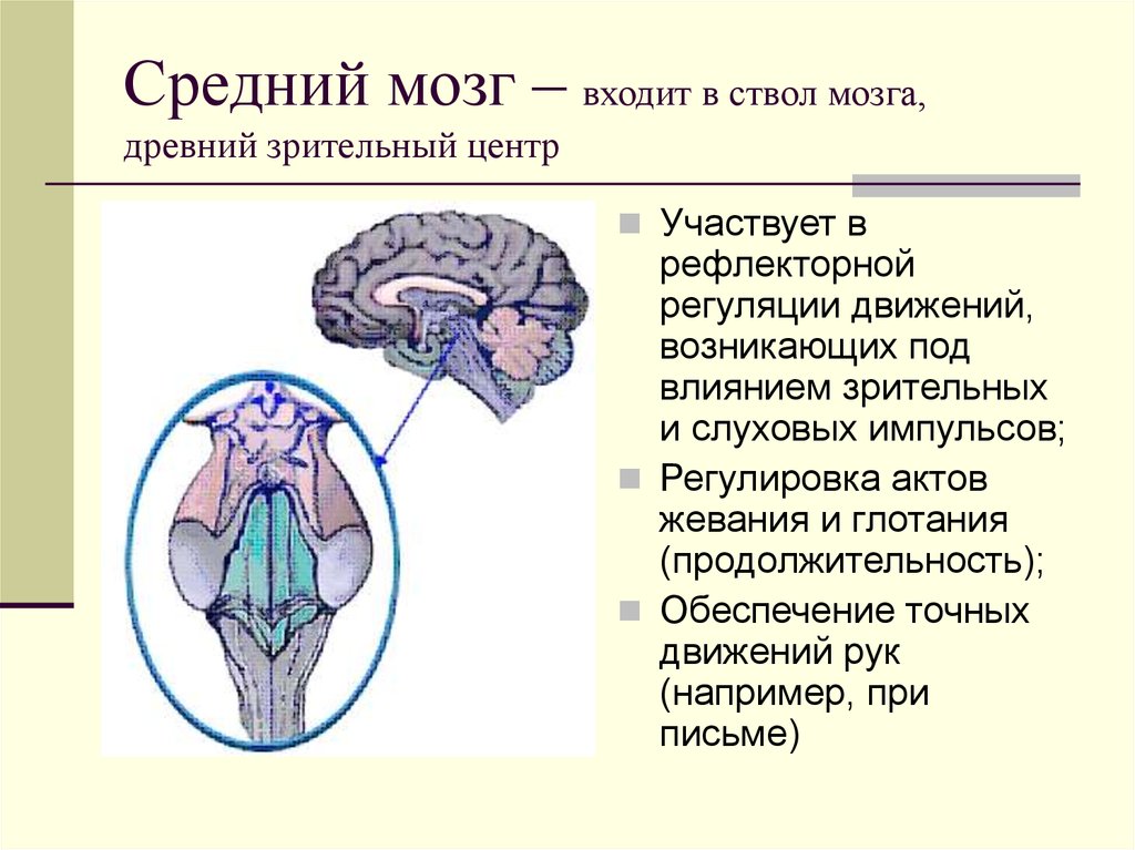 В состав ствола мозга входят. Части среднего мозга анатомия. Отделы среднего мозга схема. Функции среднего мозга анатомия. Назовите отделы среднего мозга.