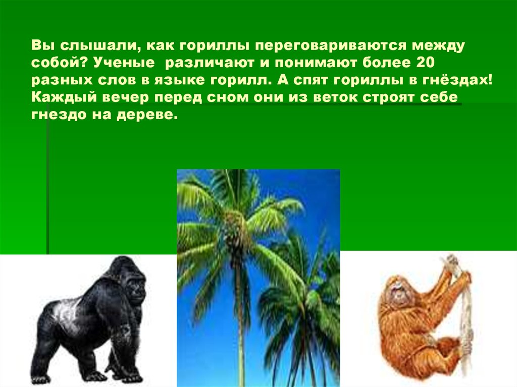 Вы слышали, как гориллы переговариваются между собой? Ученые различают и понимают более 20 разных слов в языке горилл. А спят