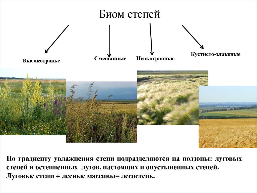 Какие природные комплексы отличаются от степи. Виды степей. Типы степей России. Биом степей умеренной зоны. Растительное сообщество степь.
