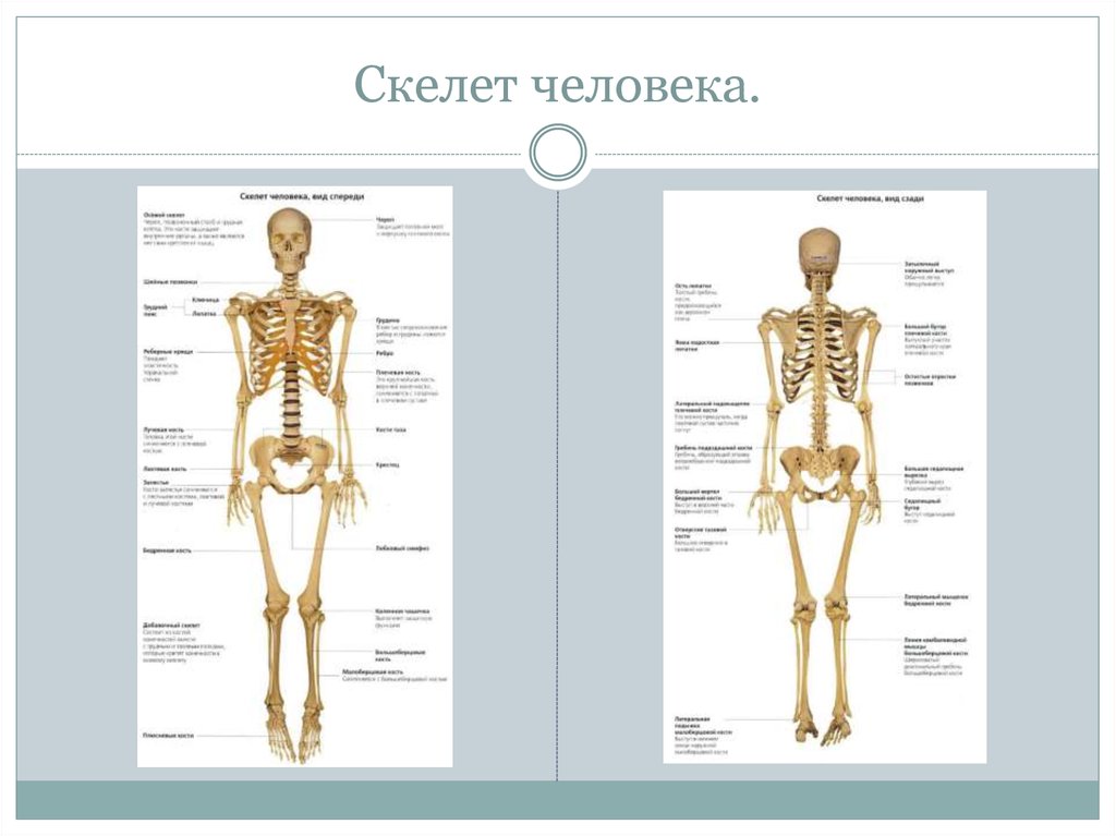 Схема Скелета Человека Фото