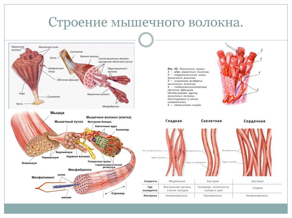 Карта строения мышц