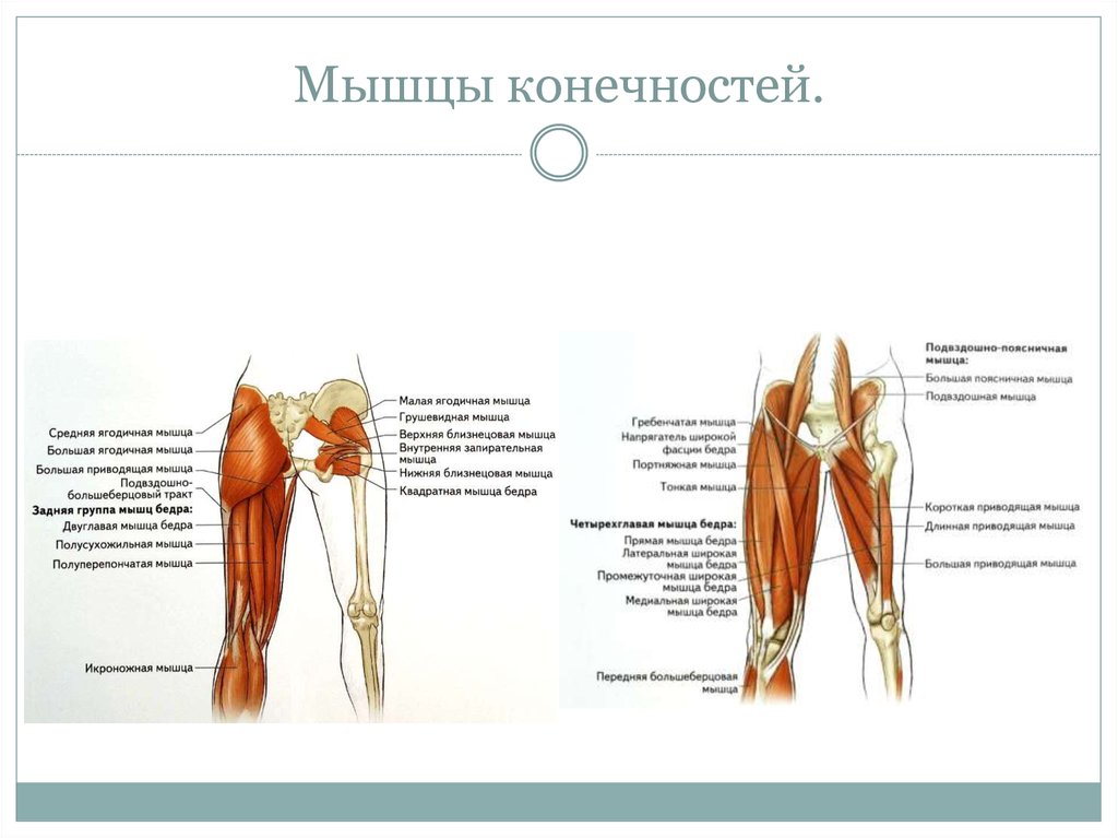 2 двуглавая мышца бедра