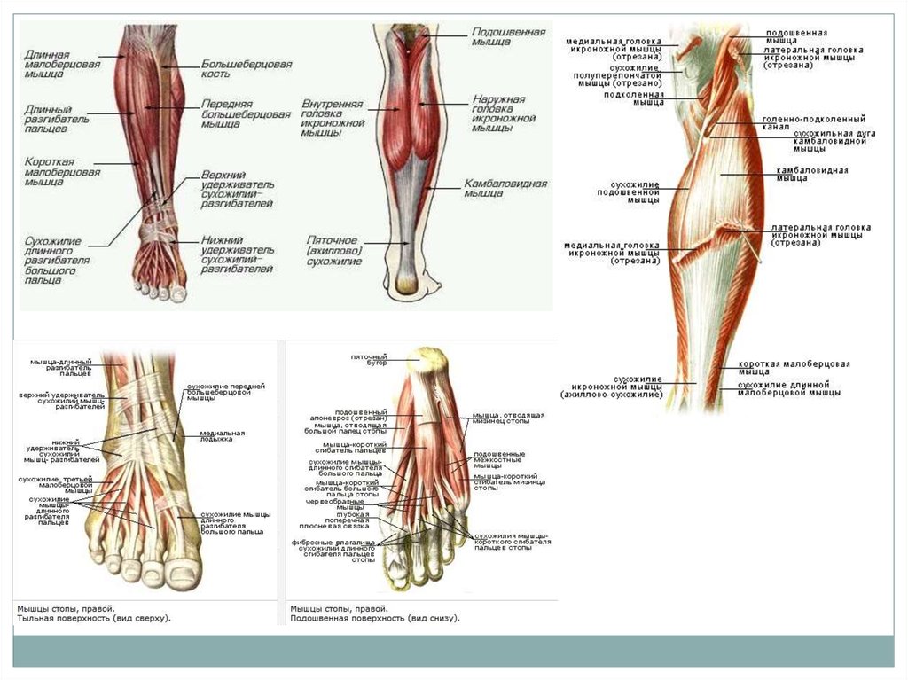 Строение ноги до колена. Строение ноги. Анатомия ноги. Строение мышц голени человека. Мышцы нижней конечности анатомия.