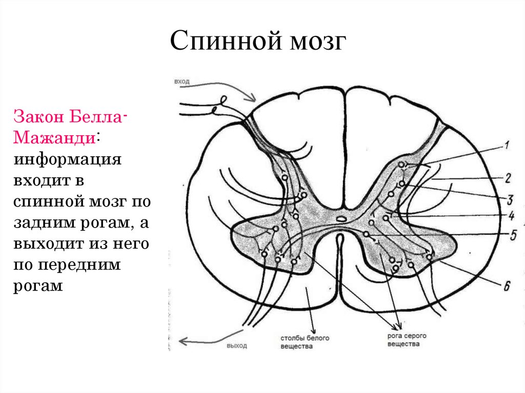 Спинной мозг выходит из. Нервная система схема спинного мозга. Задние рога спинного мозга. Спинной мозг в разрезе ЕГЭ.