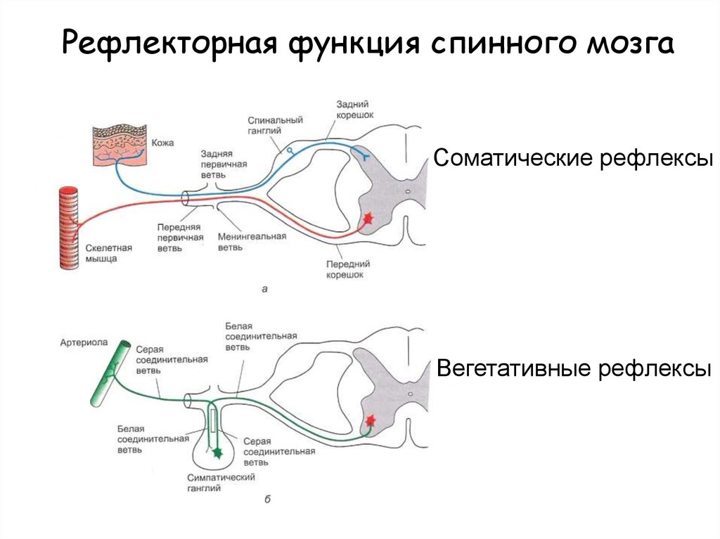 Примеры рефлексов головного мозга. Рефлекторная функция спинного мозга схема. Функции спинного мозга рефлекторная функция. Рефлекторная функция спинного мозга рефлекс. Центры вегетативных и соматических рефлексов спинного мозга.