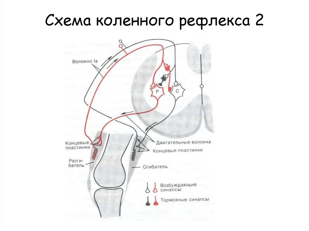 Схема рефлекторной дуги коленного сустава
