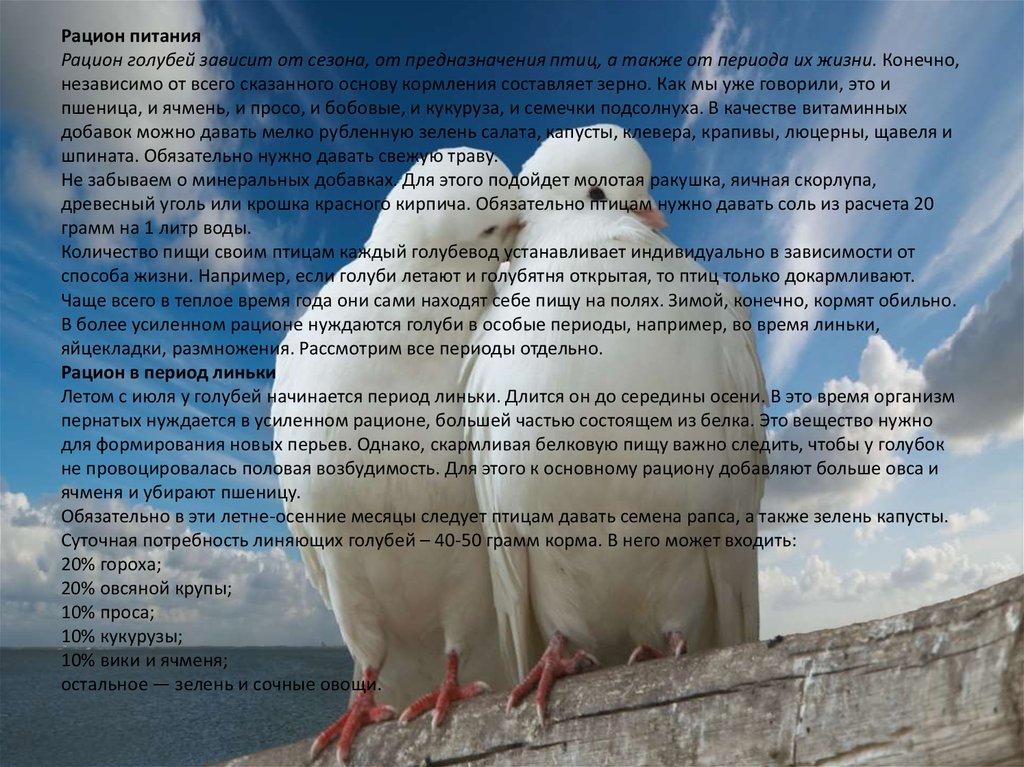 Содержание голубой. Рацион питания голубей. Рацион кормления голубей. Зимний рацион голубей. Рацион кормления голубей в период размножения.