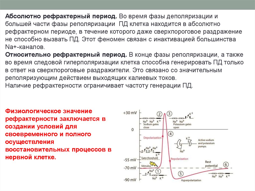 Абсолютно состояние. Рефрактерный период наступает после фазы. Рефрактерный период в нервной клетке. Период абсолютной рефрактерности. Абсолютный рефрактерный период.