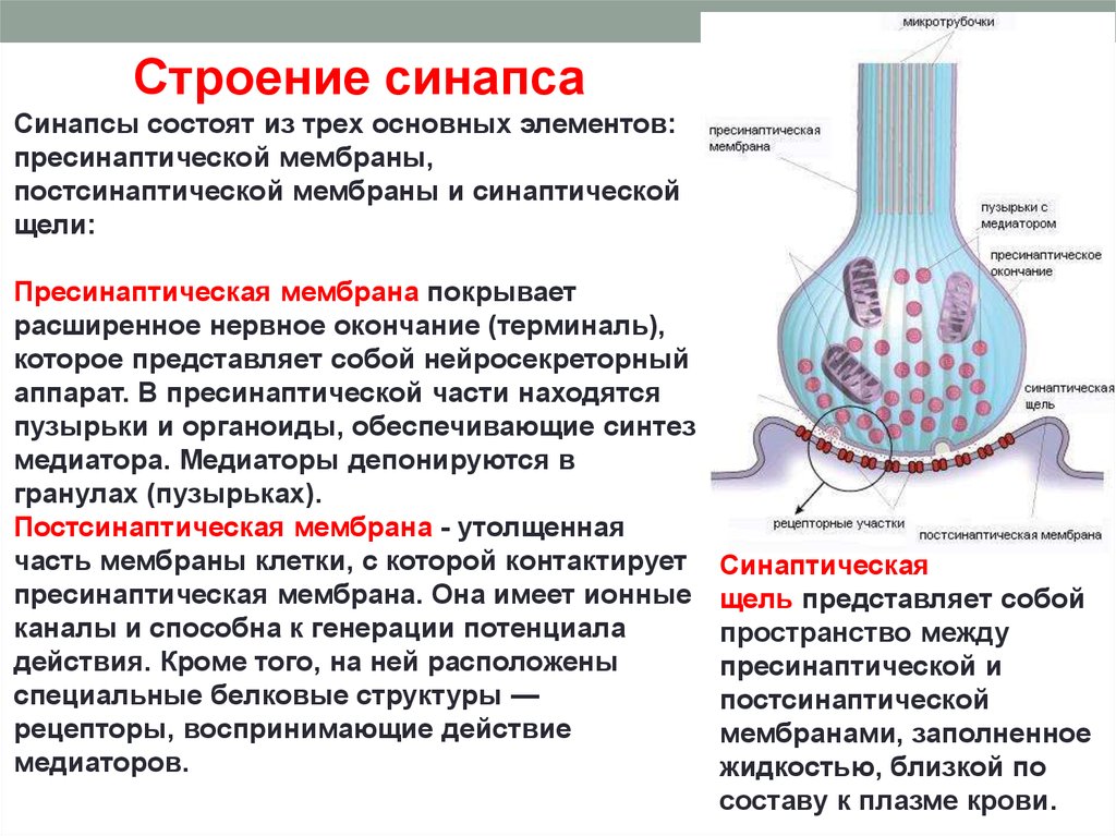 Вещество рецепторы. Синапс пресинаптическая мембрана. Синапс строение синаптическая мембрана. Пресинаптическая мембрана функции. Функция постсинаптической мембраны.