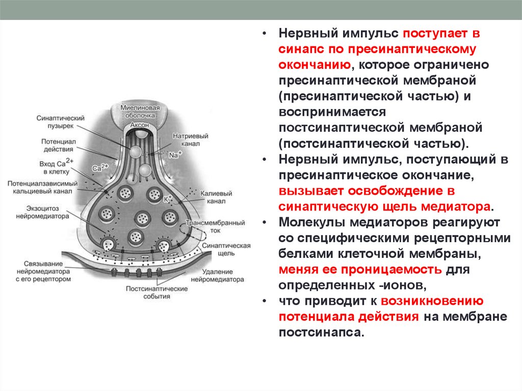 Препарат синапс. Пресинаптическая часть двигательного нервного окончания. Регуляция синапсов. Окончание синапса. Функции синапса.