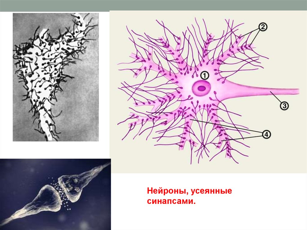 Клеточный механизм