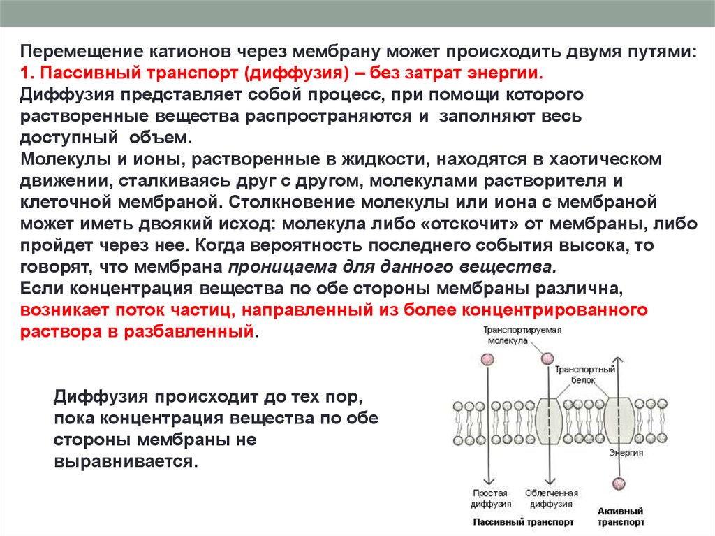 Ионы через мембрану. Транспорт ионов кальция через мембрану. Транспорт через мембрану клетки без затрат энергии. Ионы кальция депонируются в. Транспорт воды через мембрану осуществляется с помощью.