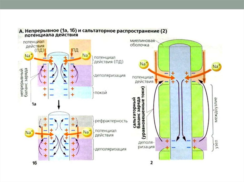 Проведение импульса. Распространение потенциала действия по миелиновым волокнам. Распространение потенциала действия сальтаторное. Сальтаторный механизм проведения импульса. Распространение потенциала действия по нервному волокну.
