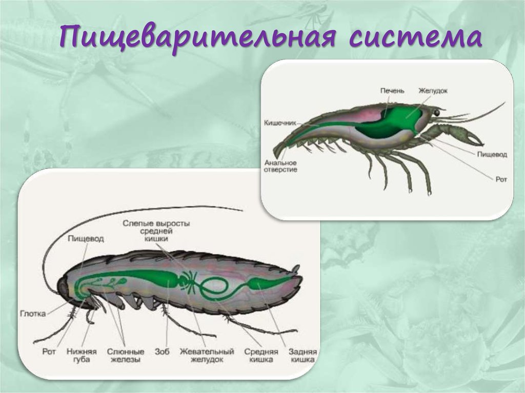 Какой цифрой на рисунке обозначена пищеварительная система насекомых