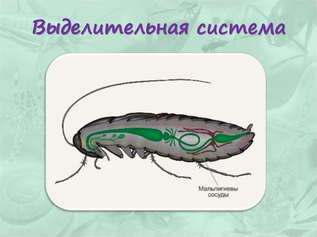Выделительная система насекомых. Мальпигиевы сосуды насекомых. Органы выделительной системы у насекомых. Выделительная система насекомых 7.