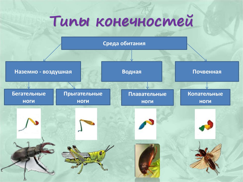 Приспособленности богомола к среде обитания. Конечности насекомых таблица 7 класс. Виды адаптации конечностей насекомых. Среда обитания насекомых. Класс насекомые типы конечностей.