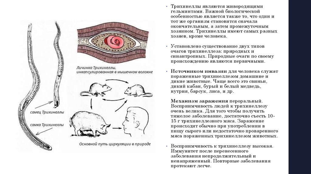 Трихинеллез какие животные