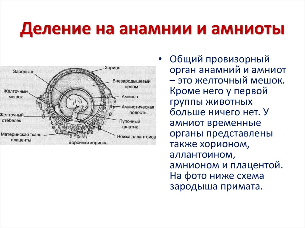 Схема зародышевых оболочек