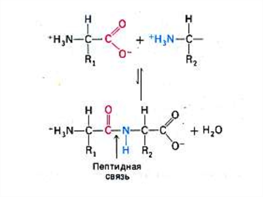 Пептидная связь в белках. Пептидная связь формула. Схема пептидной связи. Пептидная связь структура белка. Образование пептидной связи между аминокислотами.