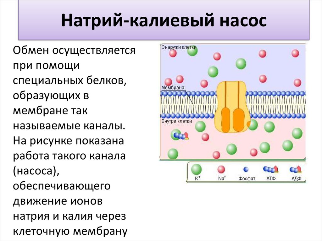 Обмен калий натрий. Калиево-натриевый насос схема. Клеточная мембрана натриево калиевый насос. Натрий калиевый насос схема. Калий натриевый насос схема.