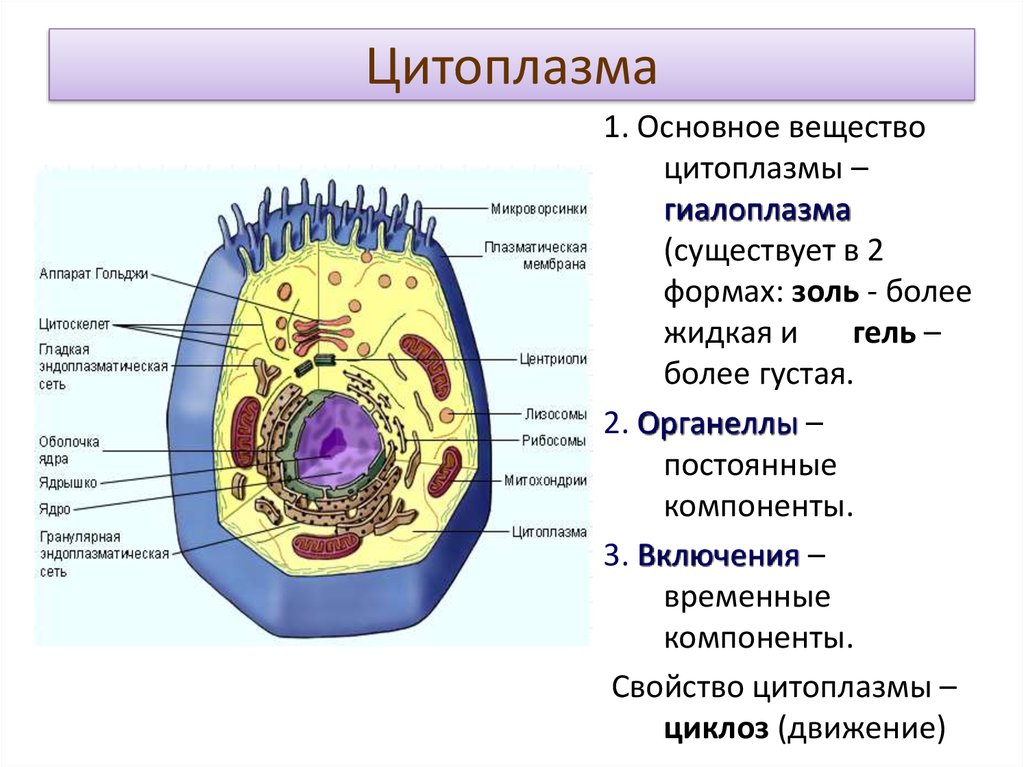 Клетки каких организмов имеют ядро